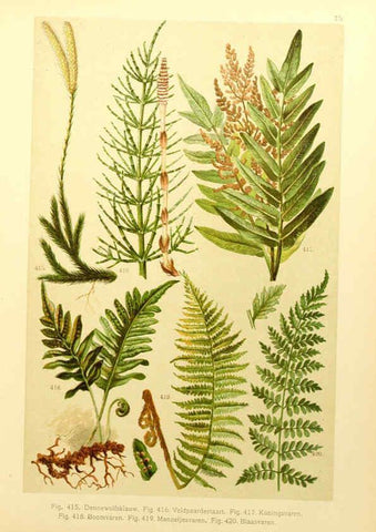Reproducción/Reproduction 6436811133: Onze flora Zutphen,W.J. Thieme,1900