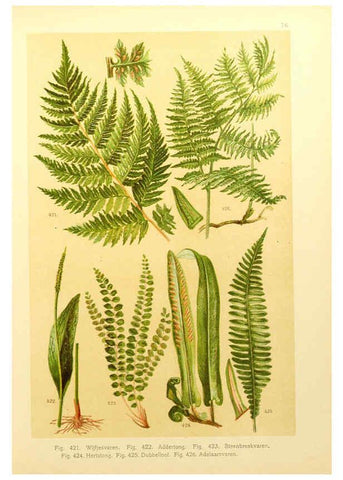 Reproducción/Reproduction 6436811525: Onze flora Zutphen,W.J. Thieme,1900