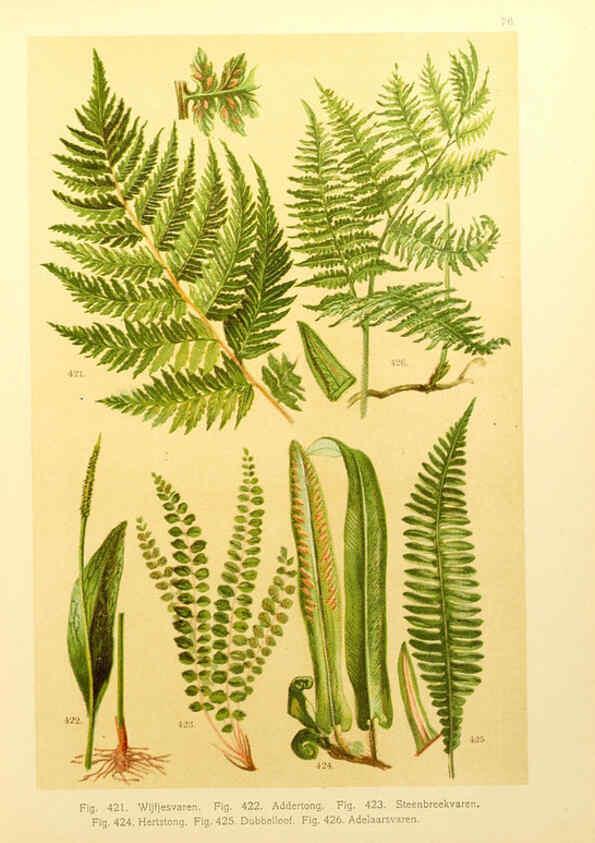 Reproducción/Reproduction 6436811525: Onze flora Zutphen,W.J. Thieme,1900
