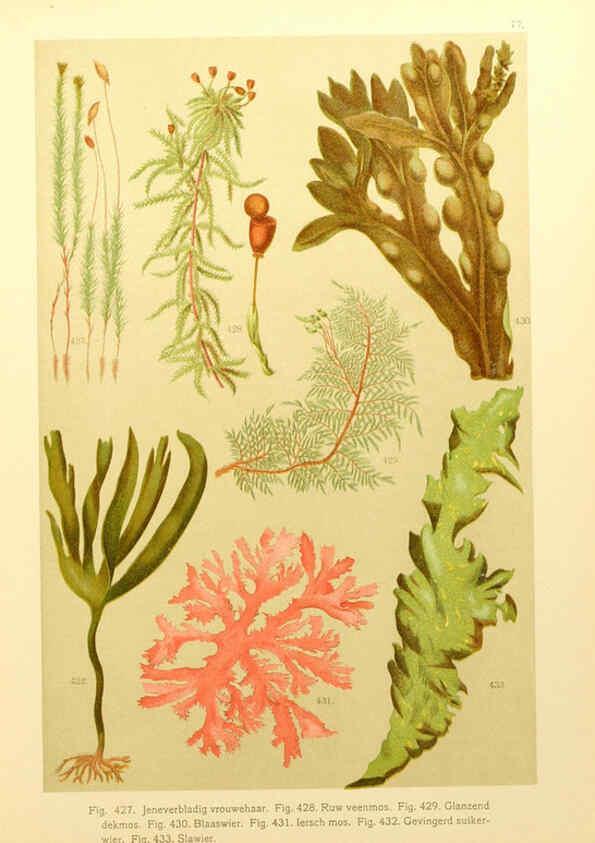Reproducción/Reproduction 6436811951: Onze flora Zutphen,W.J. Thieme,1900
