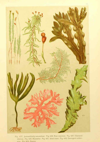 Reproducción/Reproduction 6436811951: Onze flora Zutphen,W.J. Thieme,1900
