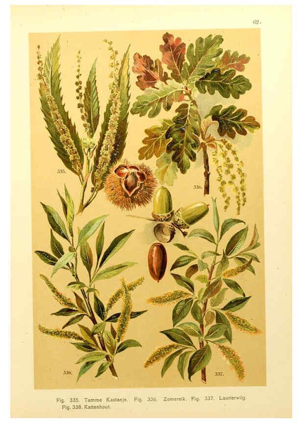 Reproducción/Reproduction 6436803453: Onze flora Zutphen,W.J. Thieme,1900