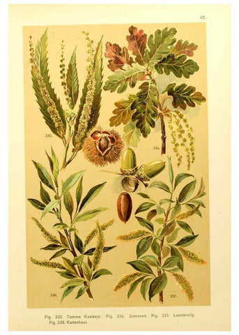 Reproducción/Reproduction 6436803453: Onze flora Zutphen,W.J. Thieme,1900