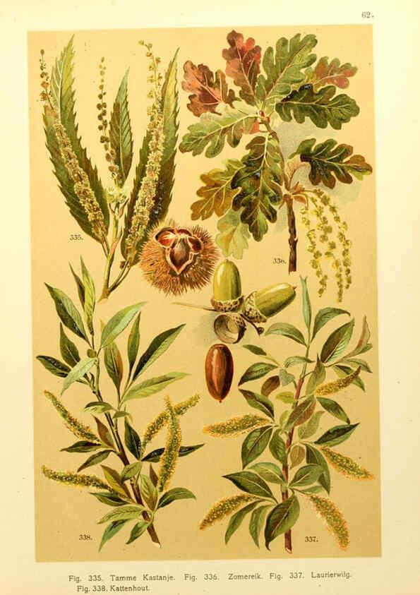 Reproducción/Reproduction 6436803453: Onze flora Zutphen,W.J. Thieme,1900