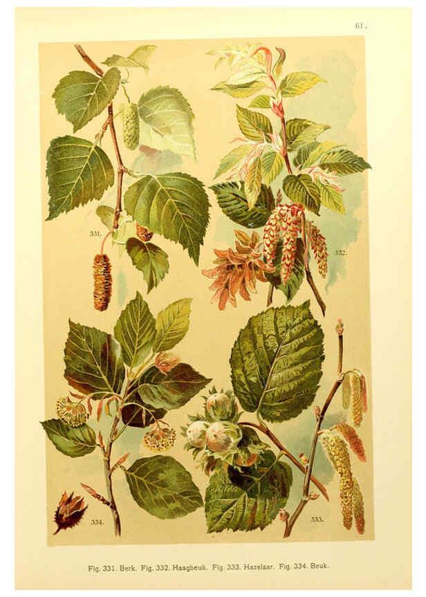Reproducción/Reproduction 6436802577: Onze flora Zutphen,W.J. Thieme,1900