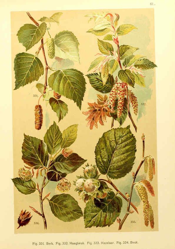 Reproducción/Reproduction 6436802577: Onze flora Zutphen,W.J. Thieme,1900