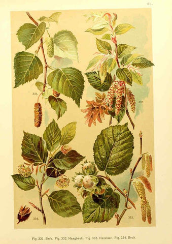 Reproducción/Reproduction 6436802577: Onze flora Zutphen,W.J. Thieme,1900