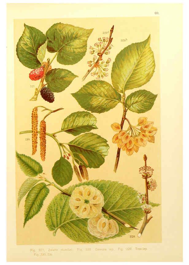 Reproducción/Reproduction 6436802167: Onze flora Zutphen,W.J. Thieme,1900