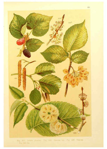 Reproducción/Reproduction 6436802167: Onze flora Zutphen,W.J. Thieme,1900