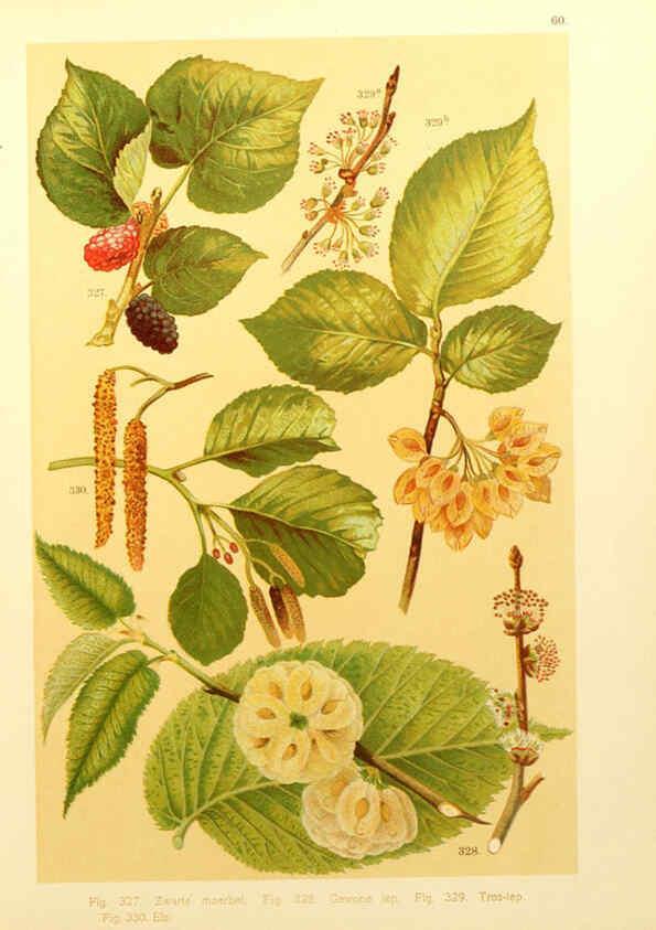 Reproducción/Reproduction 6436802167: Onze flora Zutphen,W.J. Thieme,1900