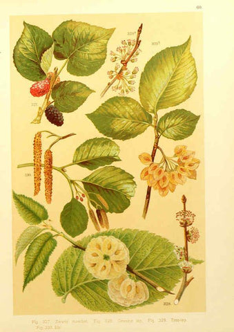 Reproducción/Reproduction 6436802167: Onze flora Zutphen,W.J. Thieme,1900