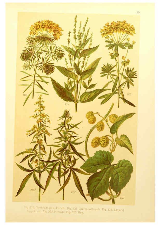 Reproducción/Reproduction 6436801615: Onze flora Zutphen,W.J. Thieme,1900