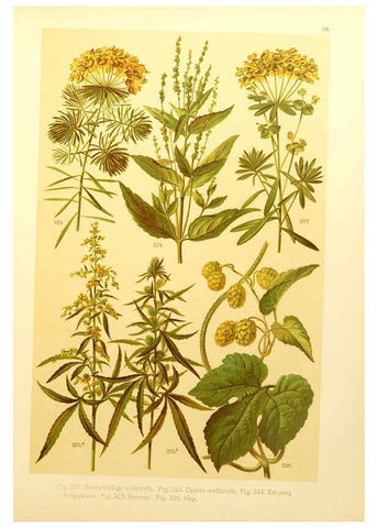 Reproducción/Reproduction 6436801615: Onze flora Zutphen,W.J. Thieme,1900