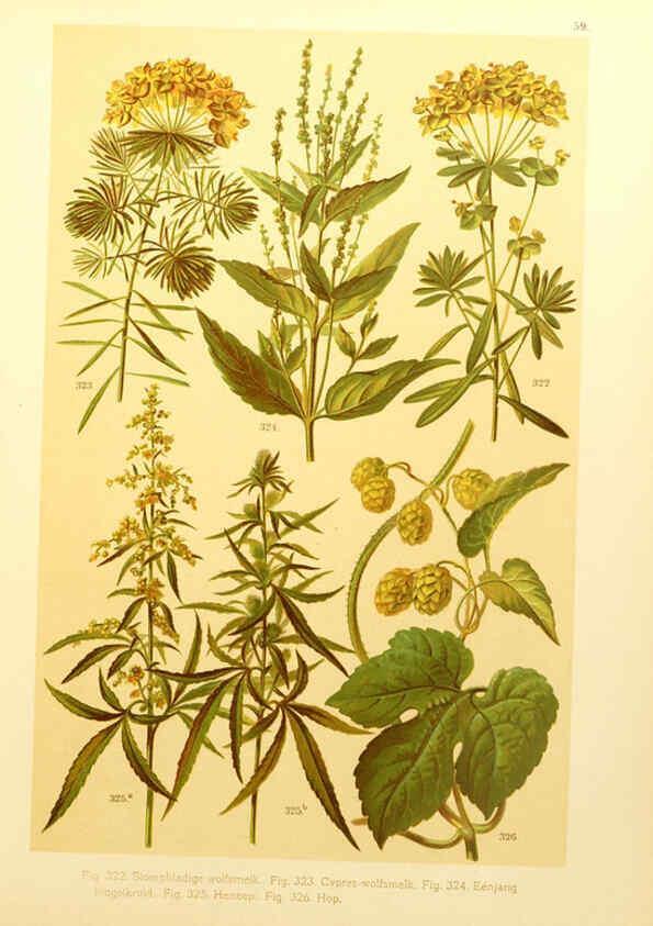 Reproducción/Reproduction 6436801615: Onze flora Zutphen,W.J. Thieme,1900