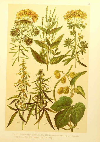 Reproducción/Reproduction 6436801615: Onze flora Zutphen,W.J. Thieme,1900