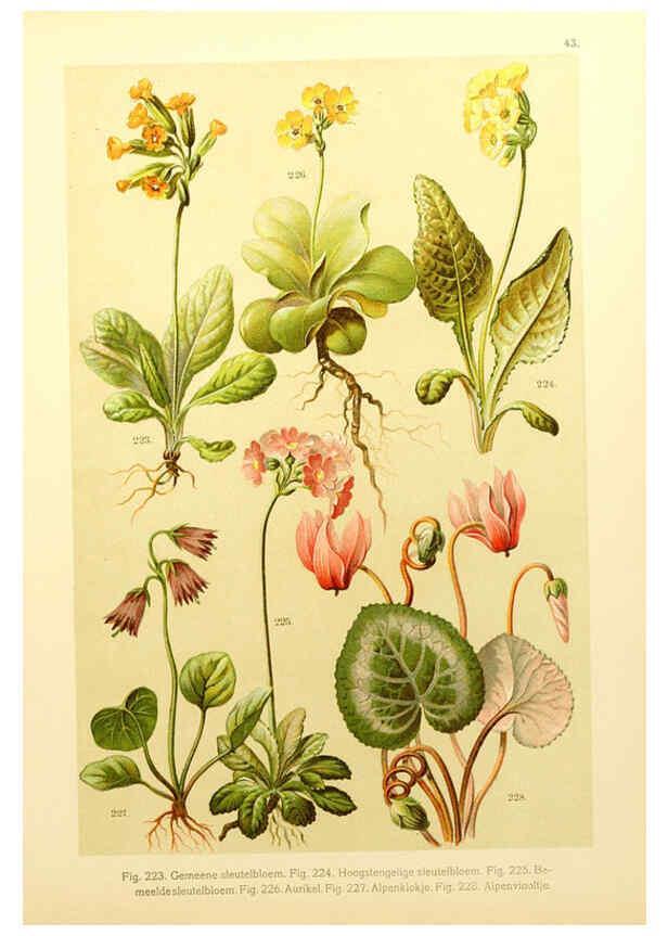 Reproducción/Reproduction 6436793457: Onze flora Zutphen,W.J. Thieme,1900