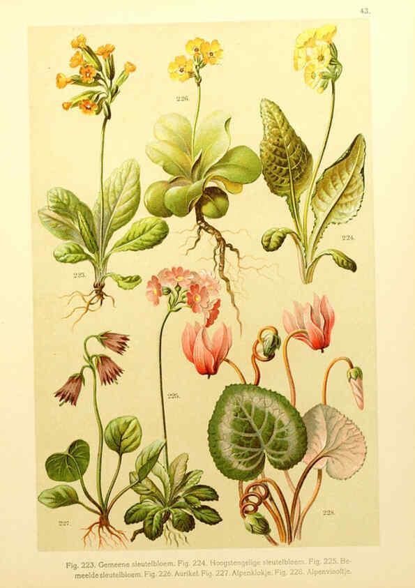 Reproducción/Reproduction 6436793457: Onze flora Zutphen,W.J. Thieme,1900