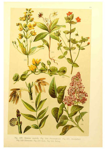 Reproducción/Reproduction 6436794039: Onze flora Zutphen,W.J. Thieme,1900