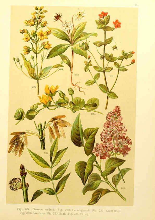 Reproducción/Reproduction 6436794039: Onze flora Zutphen,W.J. Thieme,1900