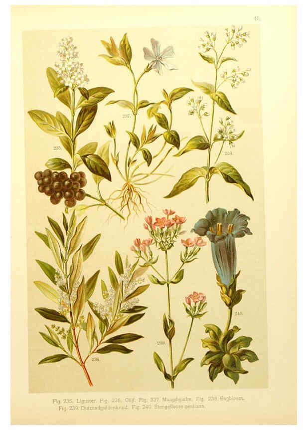Reproducción/Reproduction 6436794403: Onze flora Zutphen,W.J. Thieme,1900