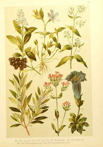 Reproducción/Reproduction 6436794403: Onze flora Zutphen,W.J. Thieme,1900