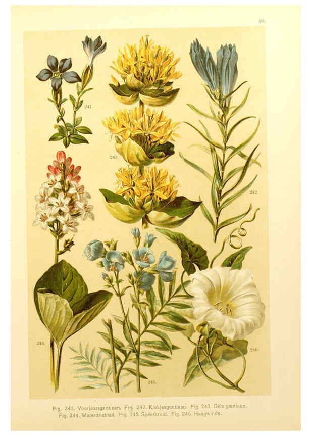 Reproducción/Reproduction 6436794927: Onze flora Zutphen,W.J. Thieme,1900