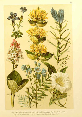 Reproducción/Reproduction 6436794927: Onze flora Zutphen,W.J. Thieme,1900