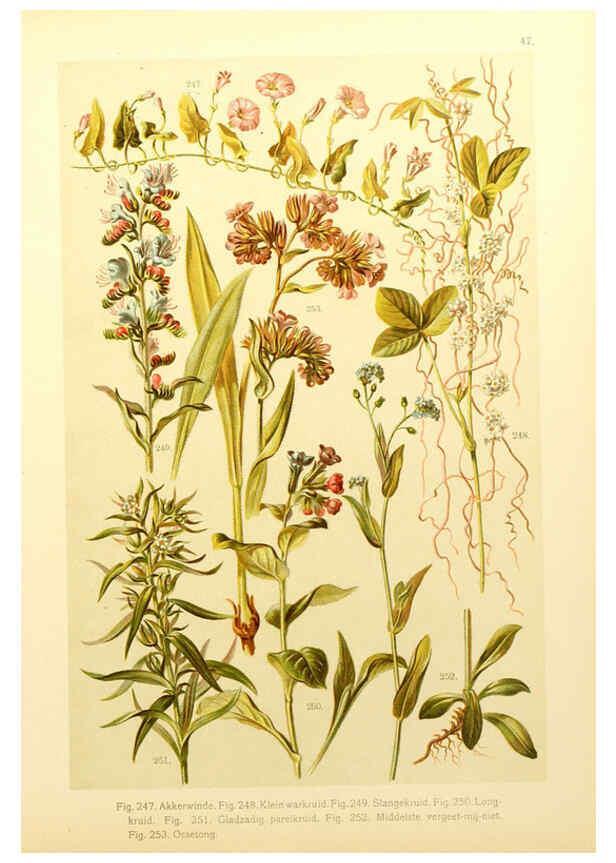 Reproducción/Reproduction 6436795281: Onze flora Zutphen,W.J. Thieme,1900
