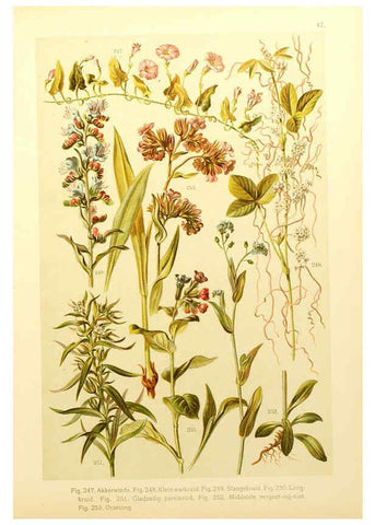 Reproducción/Reproduction 6436795281: Onze flora Zutphen,W.J. Thieme,1900