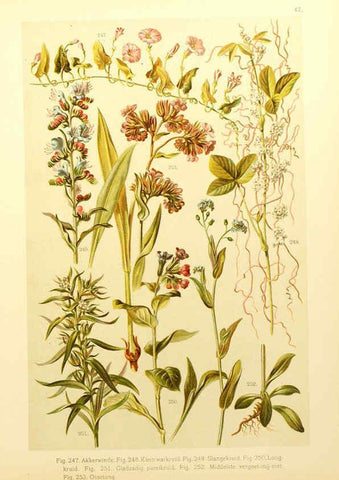 Reproducción/Reproduction 6436795281: Onze flora Zutphen,W.J. Thieme,1900