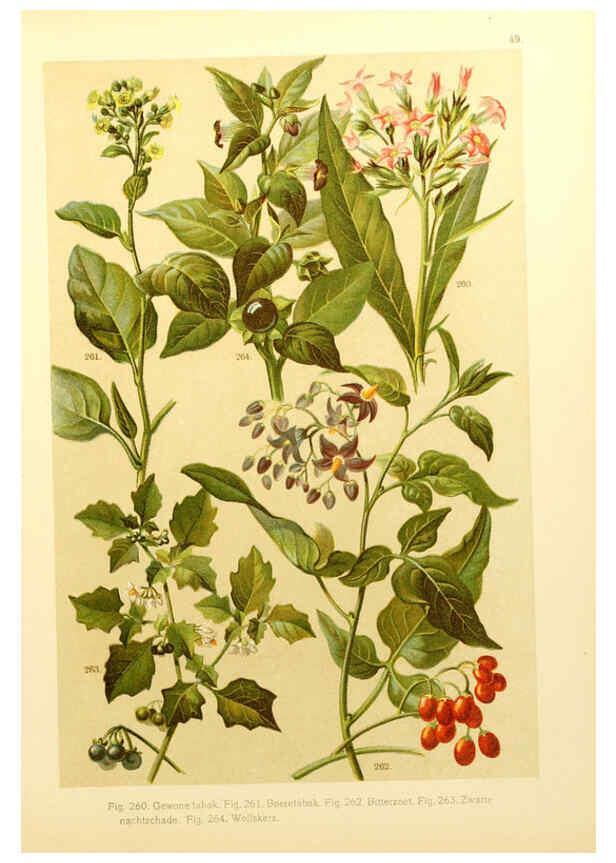 Reproducción/Reproduction 6436796521: Onze flora Zutphen,W.J. Thieme,1900