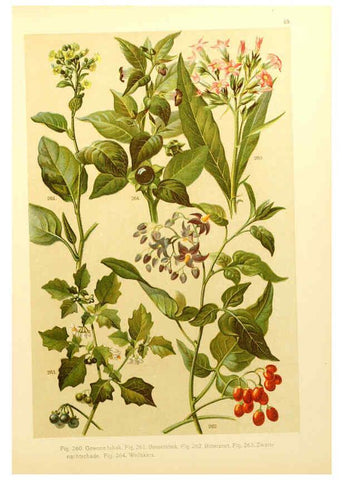 Reproducción/Reproduction 6436796521: Onze flora Zutphen,W.J. Thieme,1900