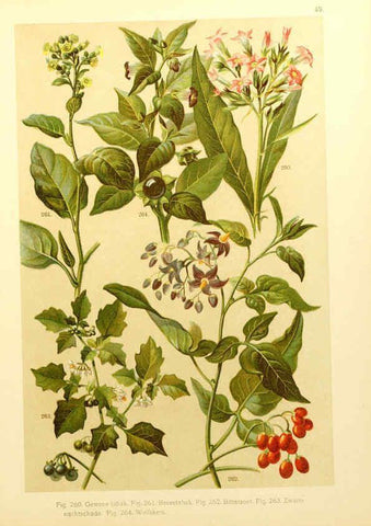 Reproducción/Reproduction 6436796521: Onze flora Zutphen,W.J. Thieme,1900