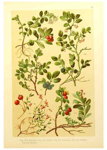 Reproducción/Reproduction 6436792469: Onze flora Zutphen,W.J. Thieme,1900