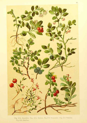 Reproducción/Reproduction 6436792469: Onze flora Zutphen,W.J. Thieme,1900