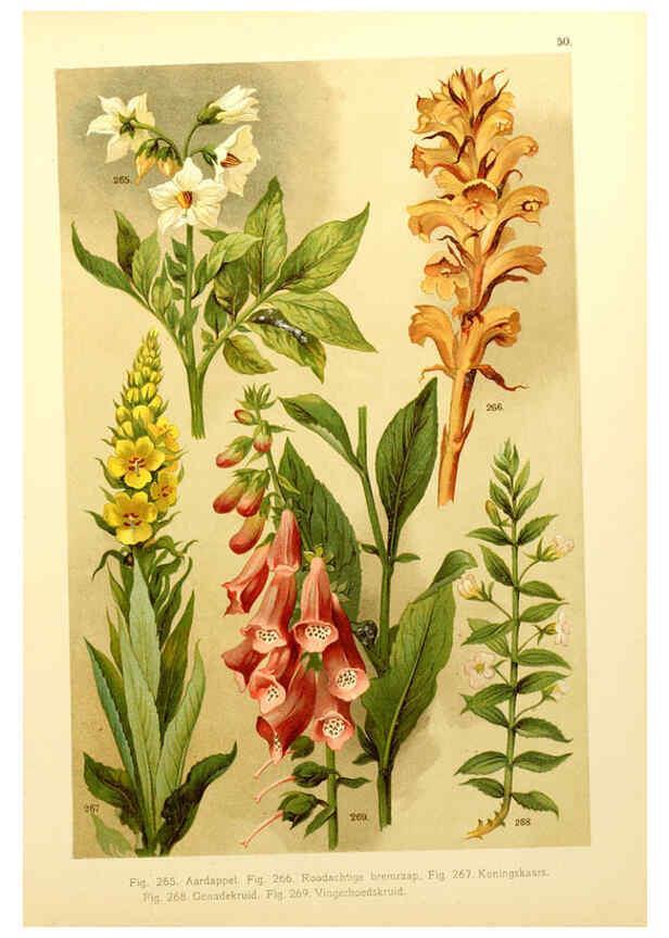 Reproducción/Reproduction 6436797115: Onze flora Zutphen,W.J. Thieme,1900