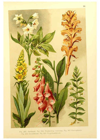 Reproducción/Reproduction 6436797115: Onze flora Zutphen,W.J. Thieme,1900