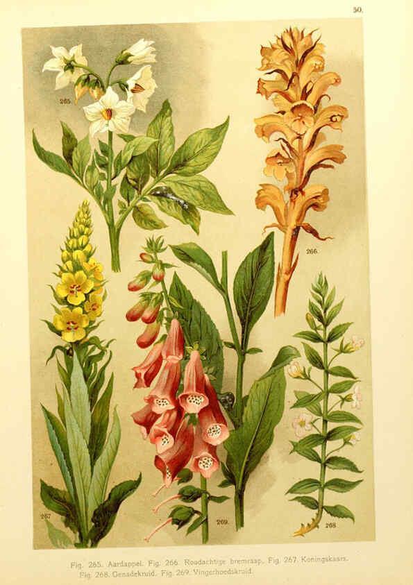 Reproducción/Reproduction 6436797115: Onze flora Zutphen,W.J. Thieme,1900