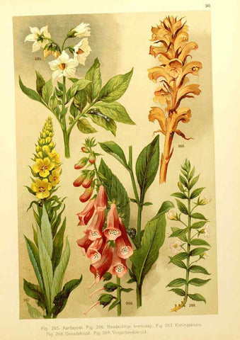 Reproducción/Reproduction 6436797115: Onze flora Zutphen,W.J. Thieme,1900