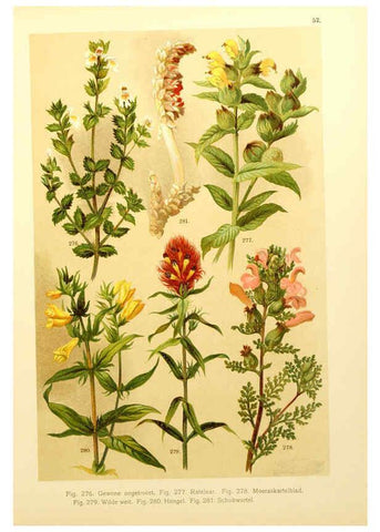 Reproducción/Reproduction 6436798071: Onze flora Zutphen,W.J. Thieme,1900