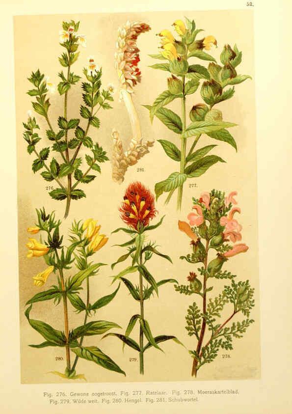 Reproducción/Reproduction 6436798071: Onze flora Zutphen,W.J. Thieme,1900