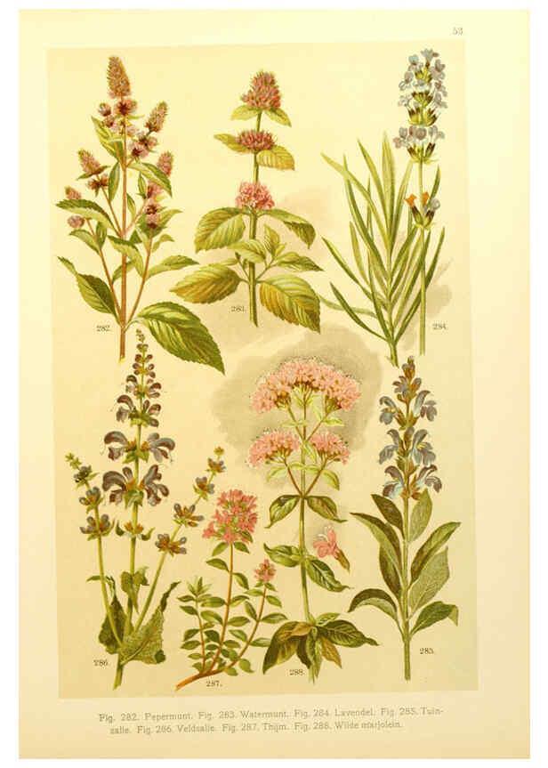 Reproducción/Reproduction 6436798631: Onze flora Zutphen,W.J. Thieme,1900