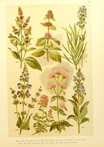 Reproducción/Reproduction 6436798631: Onze flora Zutphen,W.J. Thieme,1900