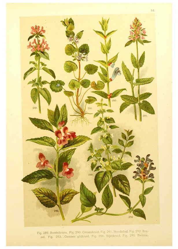 Reproducción/Reproduction 6436799165: Onze flora Zutphen,W.J. Thieme,1900