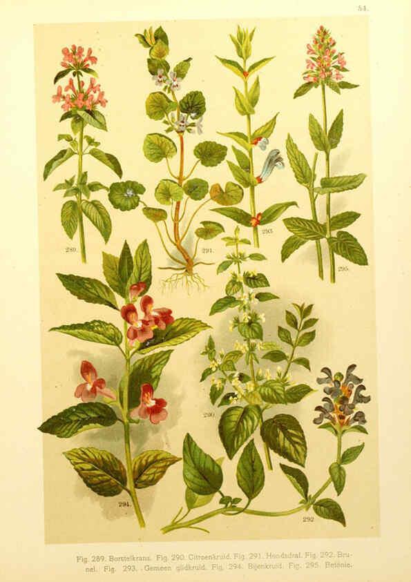 Reproducción/Reproduction 6436799165: Onze flora Zutphen,W.J. Thieme,1900