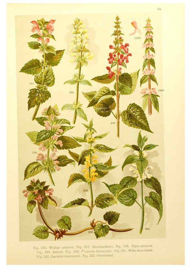 Reproducción/Reproduction 6436799643: Onze flora Zutphen,W.J. Thieme,1900