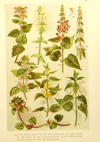 Reproducción/Reproduction 6436799643: Onze flora Zutphen,W.J. Thieme,1900