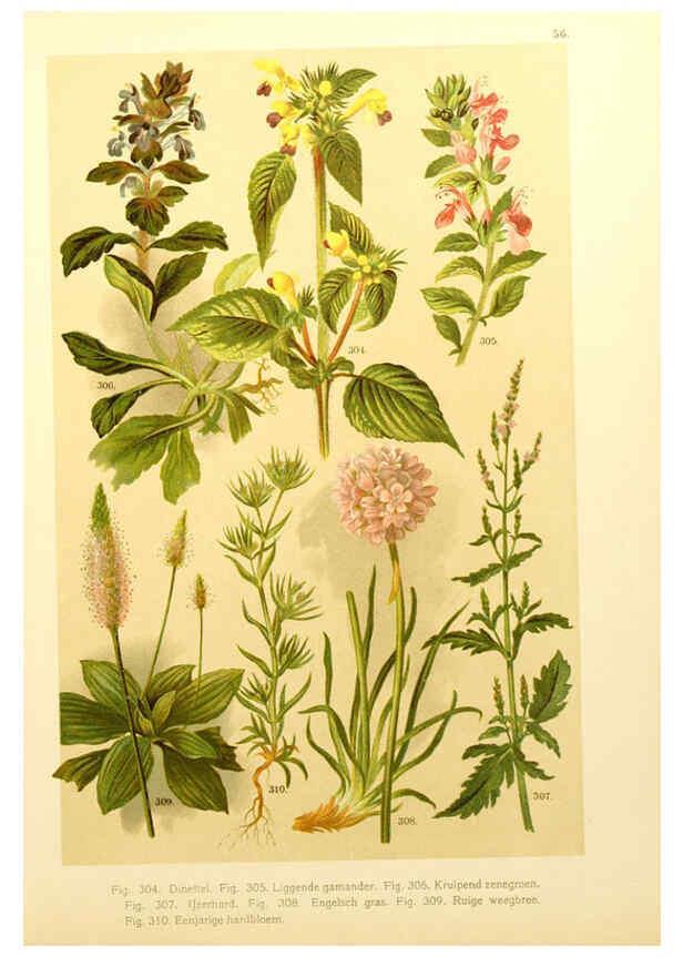Reproducción/Reproduction 6436800141: Onze flora Zutphen,W.J. Thieme,1900