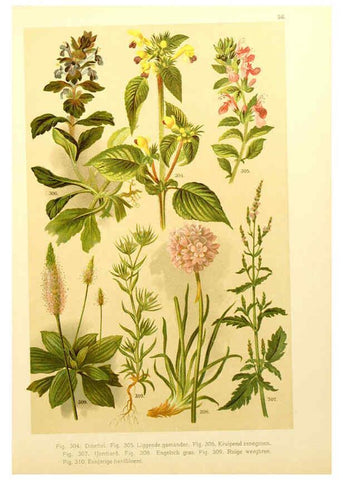 Reproducción/Reproduction 6436800141: Onze flora Zutphen,W.J. Thieme,1900