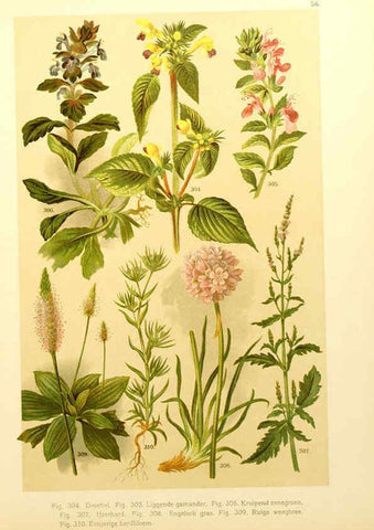 Reproducción/Reproduction 6436800141: Onze flora Zutphen,W.J. Thieme,1900